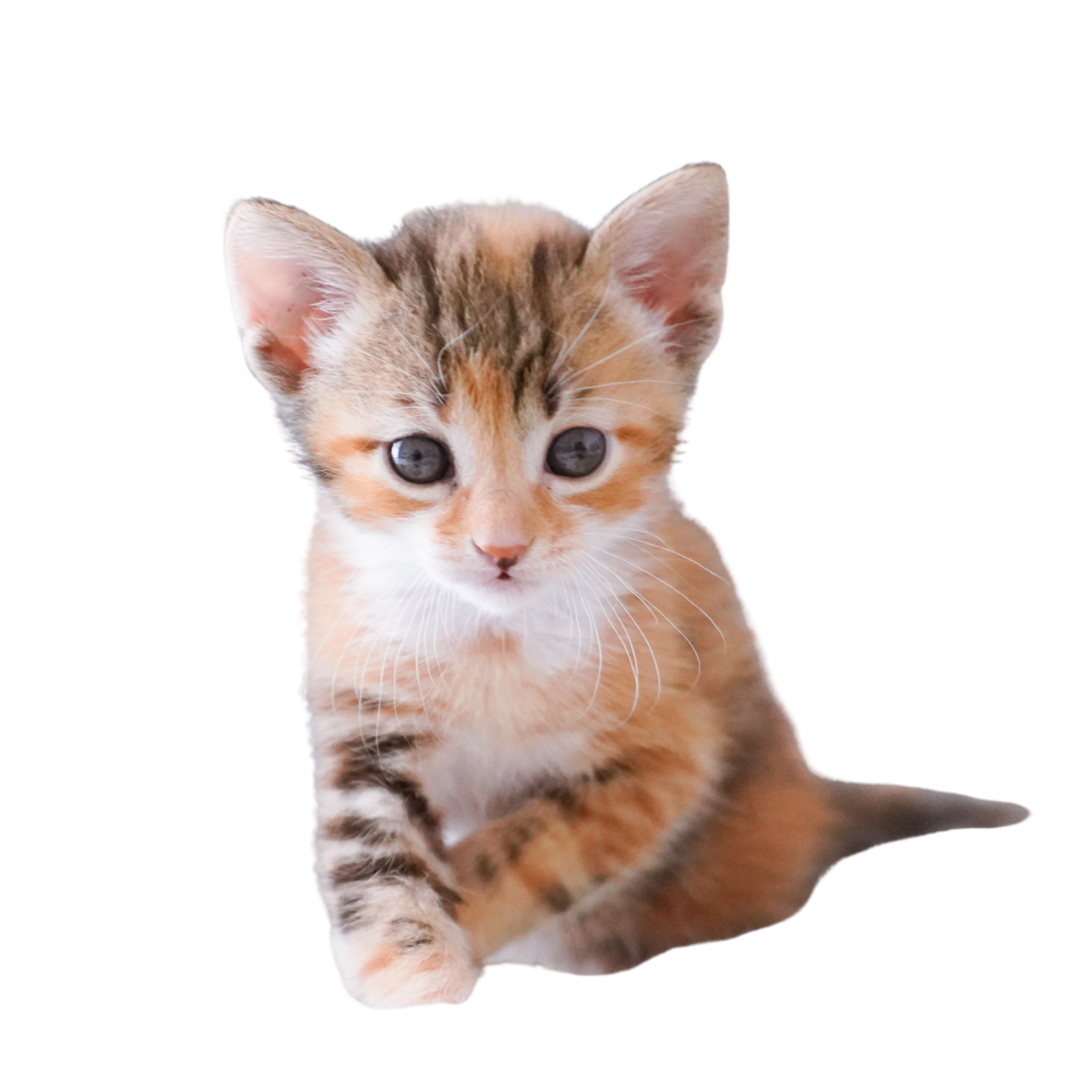 kitten