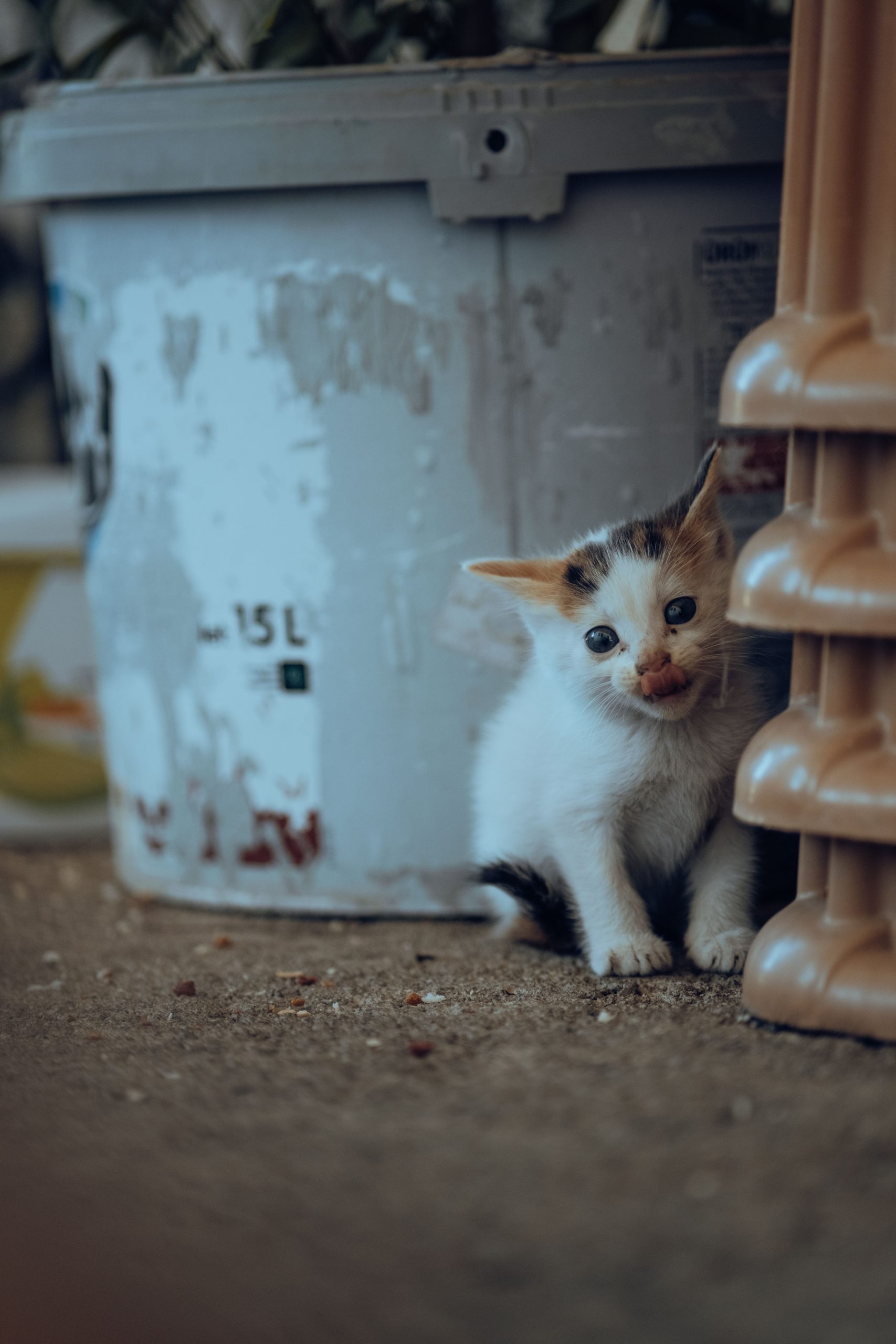 pexels atahandemir 17457979