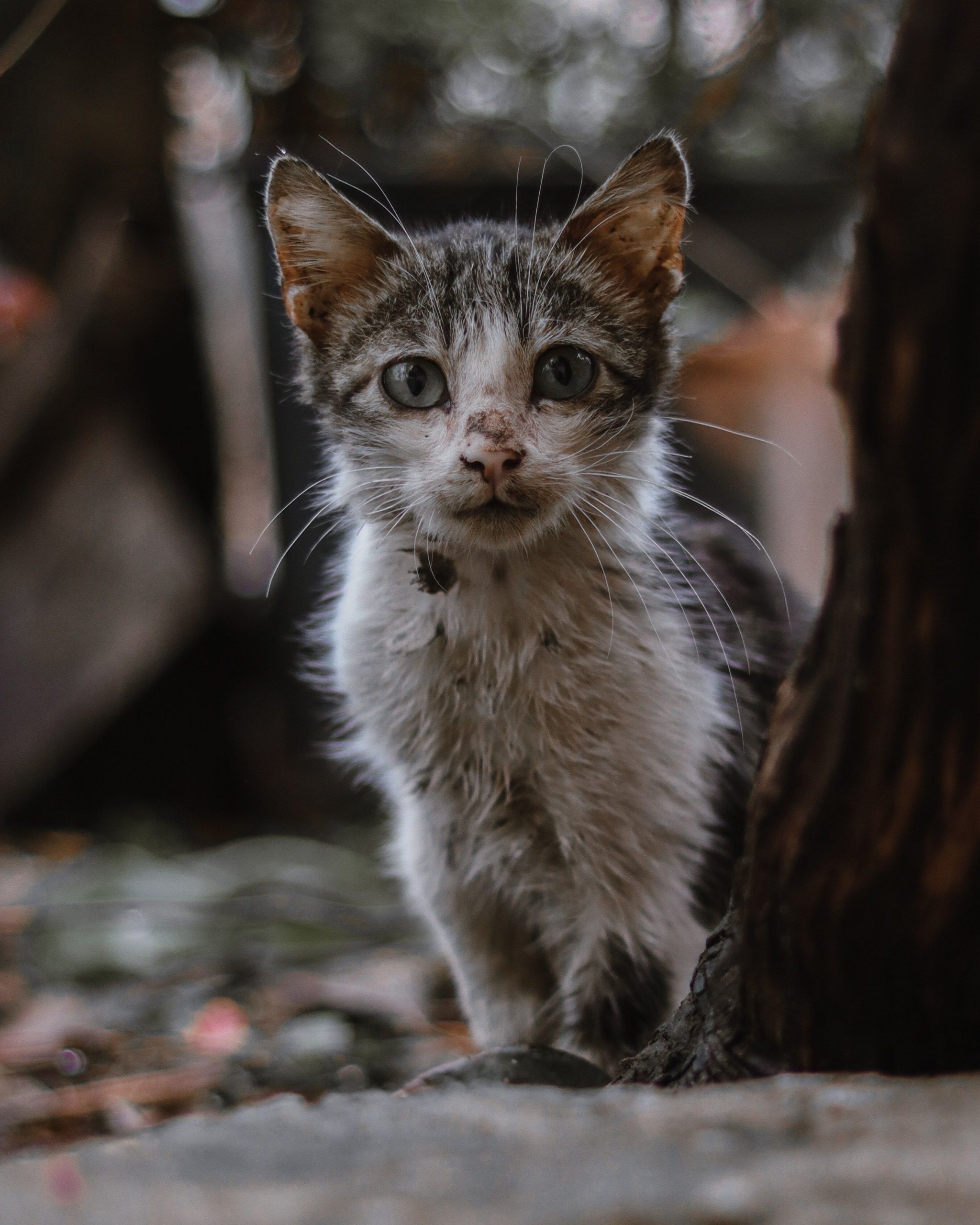 pexels eenesfaruk 16363193